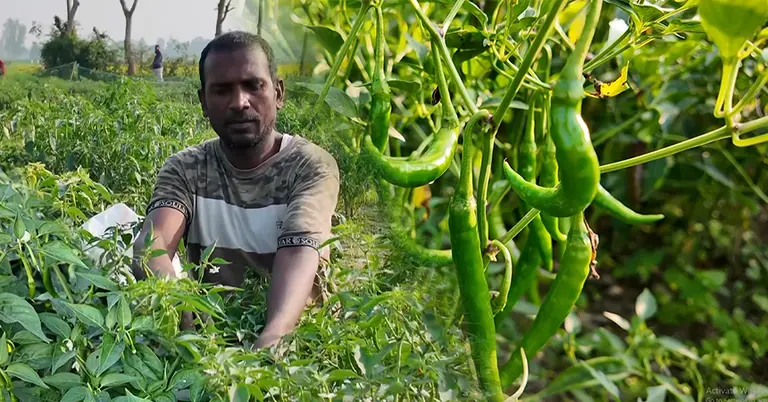 মরিচ তুলছেন চাষীরা